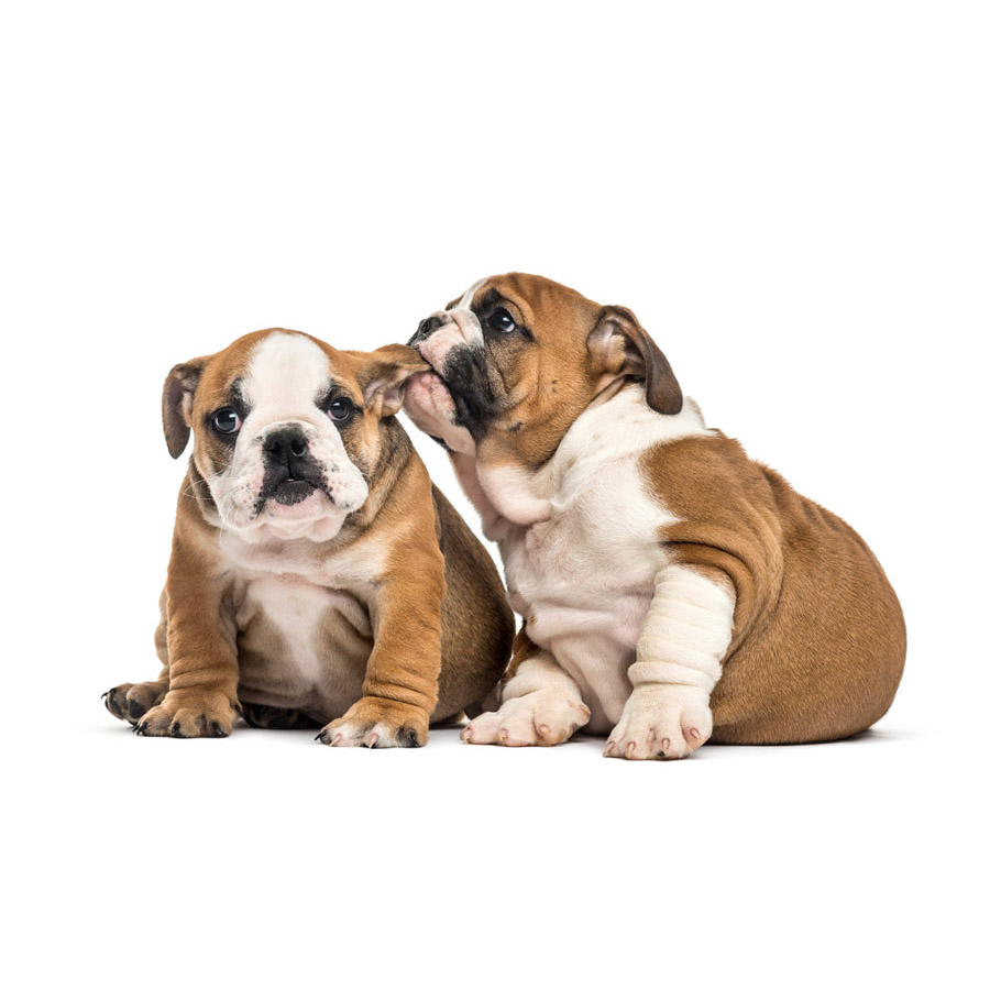 English Bulldog - Αγγλικό Μπουλντόγκ