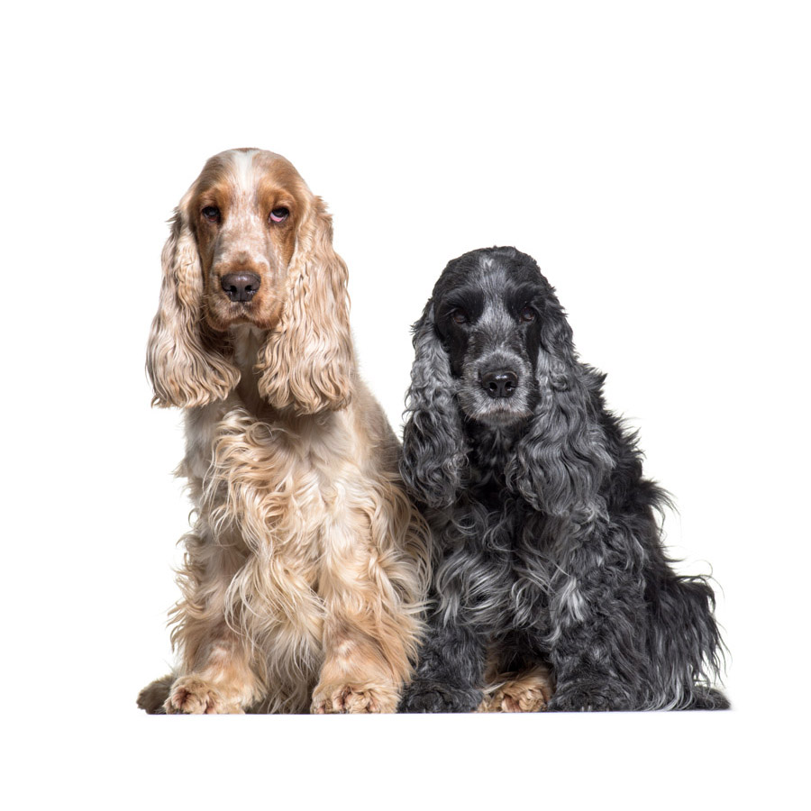 English Cocker Spaniel - Αγγλικό Κόκερ Σπάνιελ