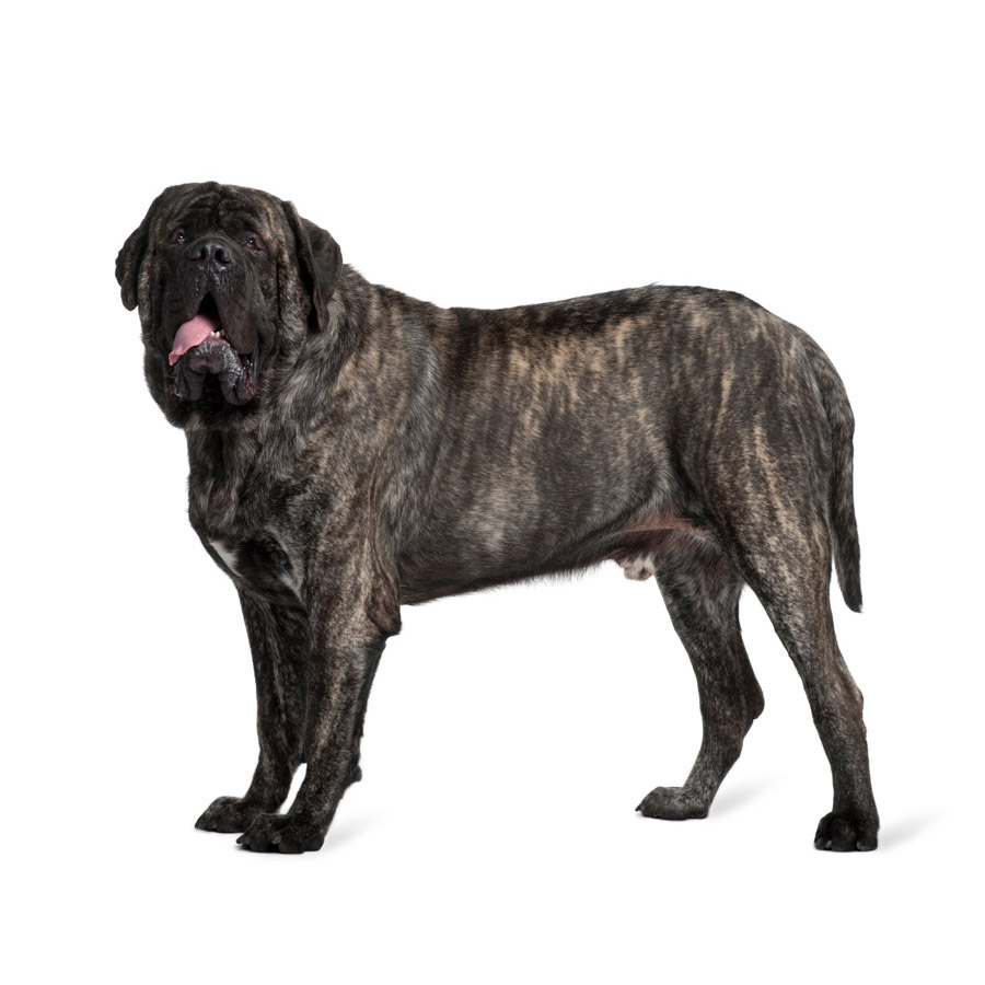 English Mastiff - Αγγλικό Μαστίφ