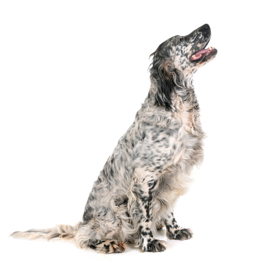 English Setter - Αγγλικό Σέττερ