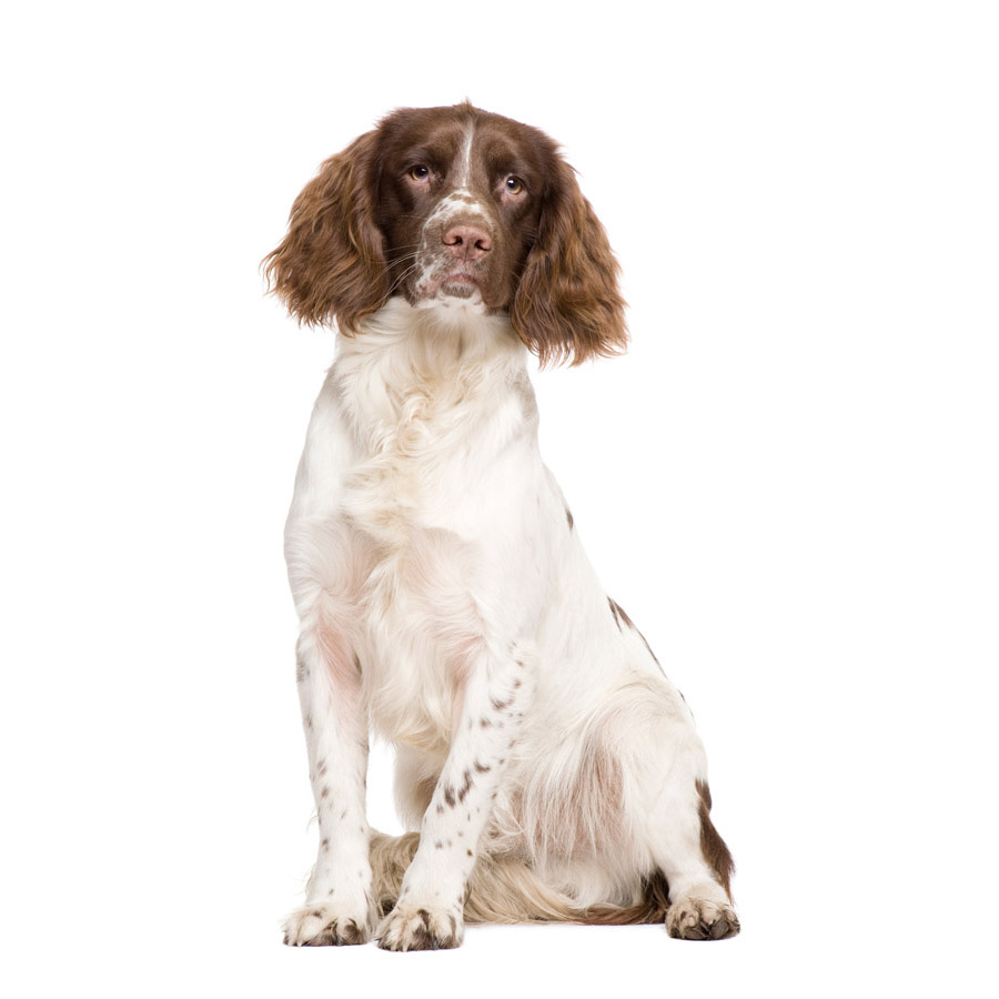 English Springer Spaniel - Αγγλικό Σπρίνγκερ Σπάνιελ