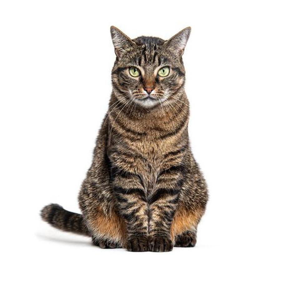 European shorthair - Ευρωπαϊκή Κοντότριχη