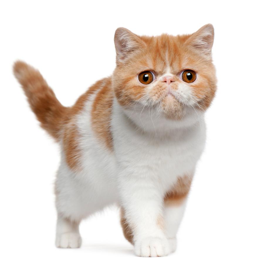 Exotic Shorthair - Εξωτική Κοντότριχη