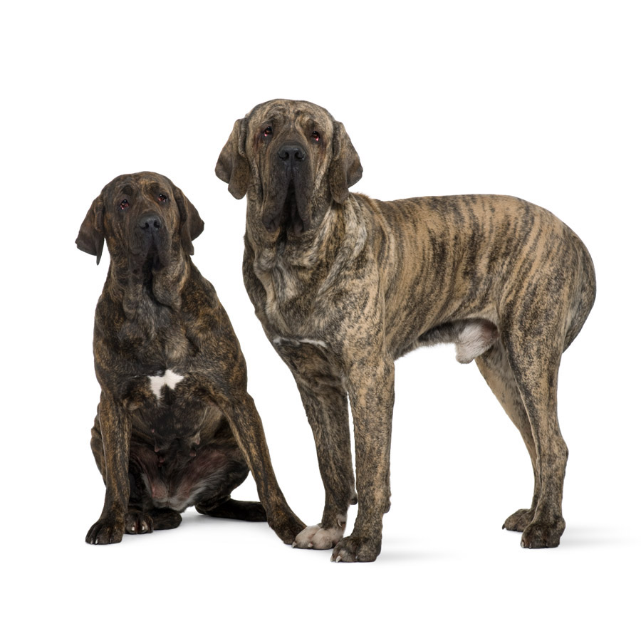 Fila Brasileiro - Βραζιλιάνικο Μαστίφ