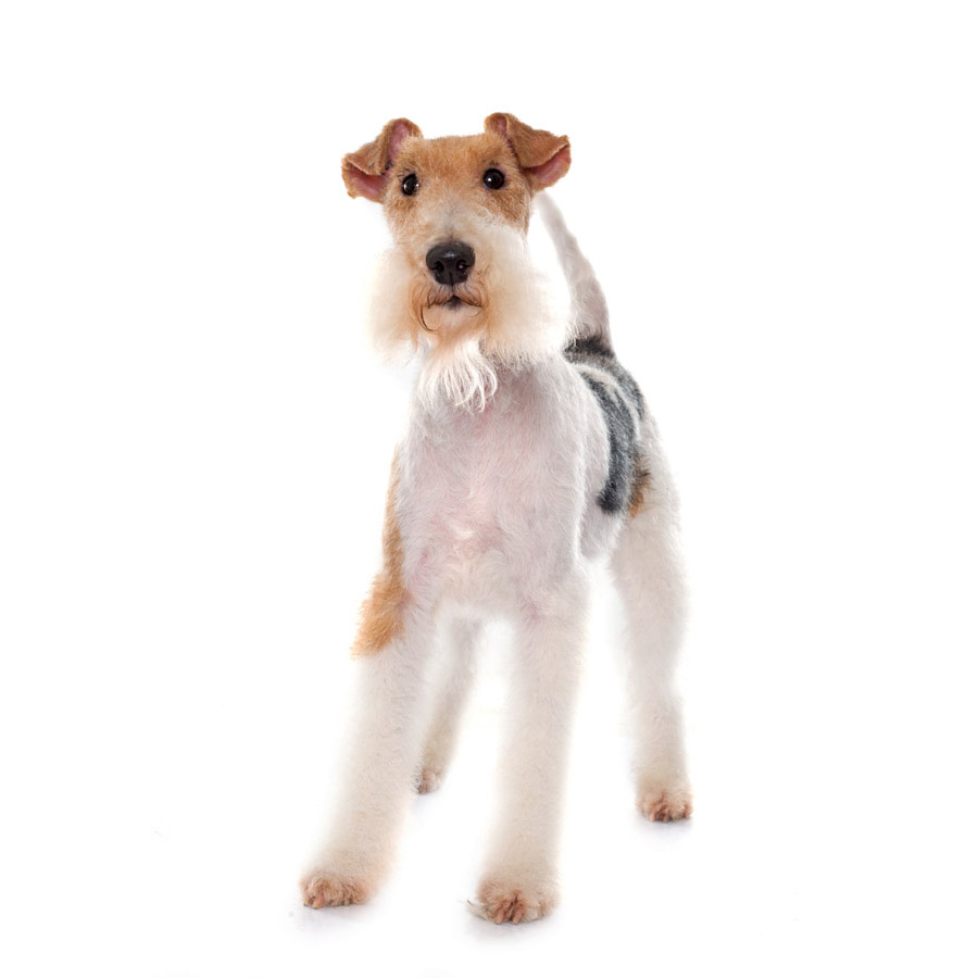 Fox Terrier - Φόξ Τεριέ