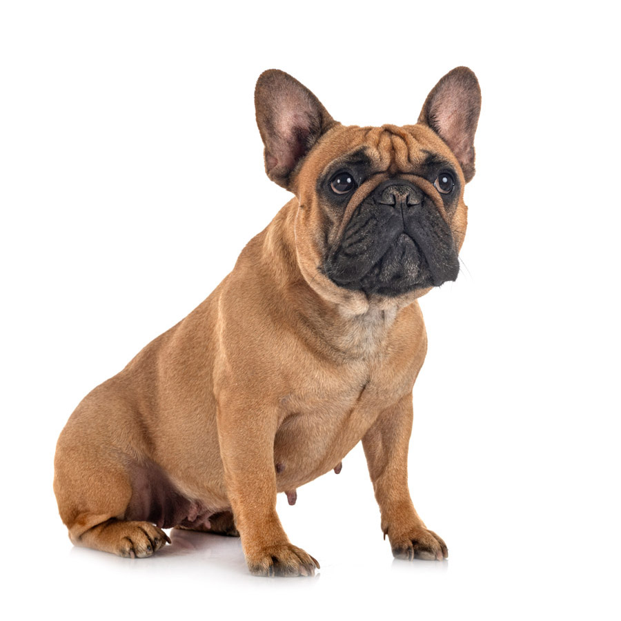 French Bulldog - Γαλλίκο Μπουλντόγκ