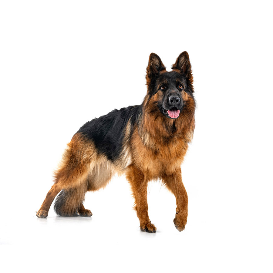 German Shepherd - Γερμανικό Ποιμενικό