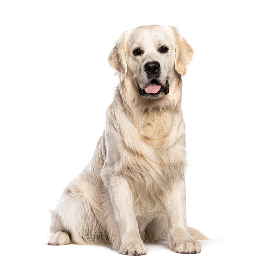 Golden Retriever - Γκόλντεν Ριτρίβερ