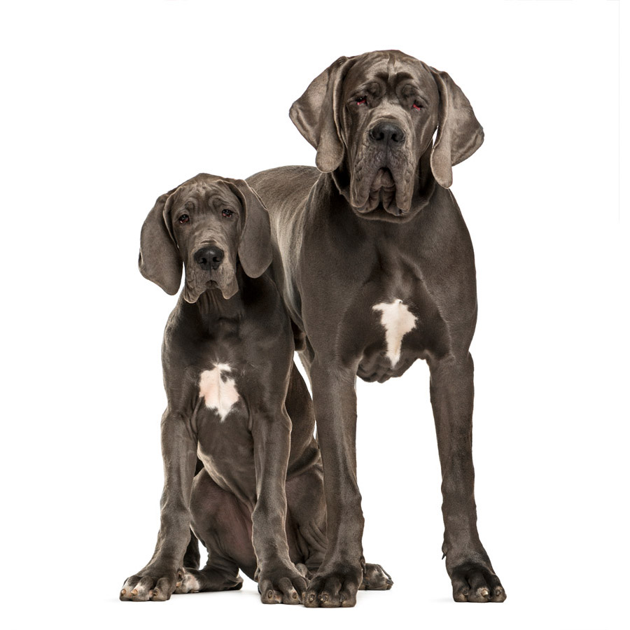 Great Dane - Μεγάλος Δανός