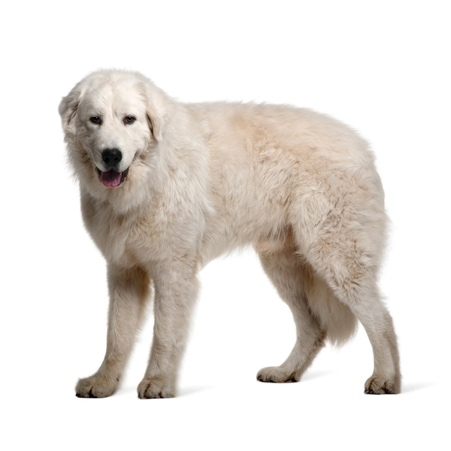 Great Pyrenees - Ορεινός Πυρηναίων