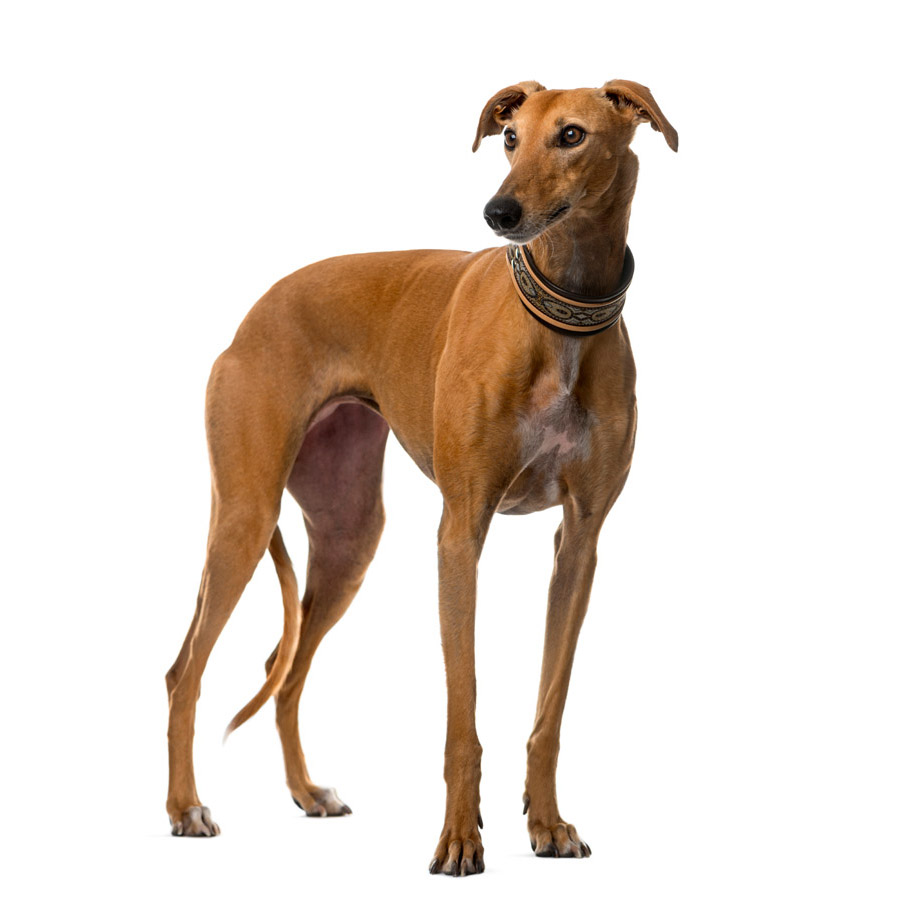 Greyhound - Γκρεϊχαουντ