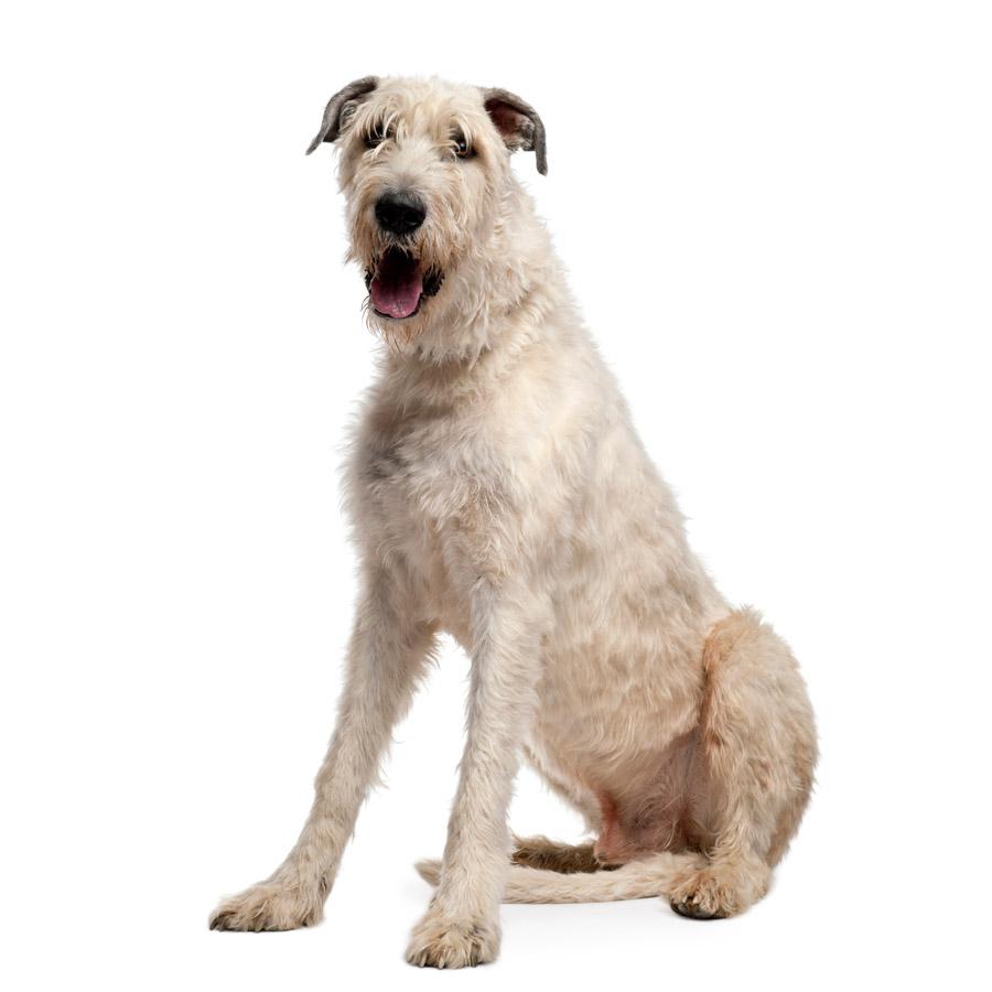 Irish Wolfhound - Ιρλανδικό Γούλφχαουντ