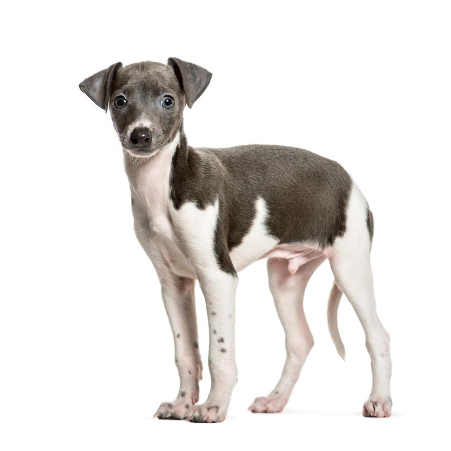 Italian Greyhound - Ιταλικό Λαγωνικό