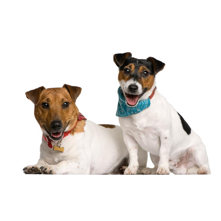 Jack Russel Terrier - Τζάκ Ράσελ Τεριέ