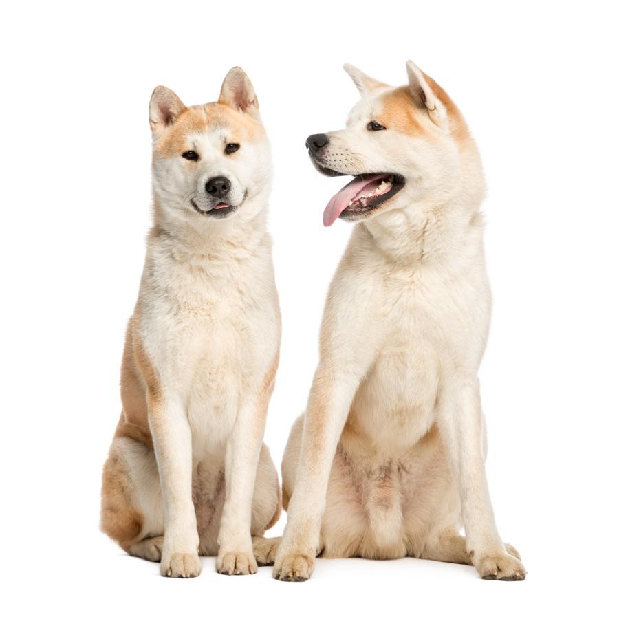 Japanese Akita Inu – Ιαπωνικό Ακίτα