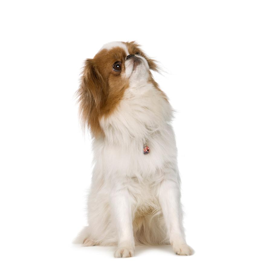 Japanese Chin - Ιαπωνικό Τσίν