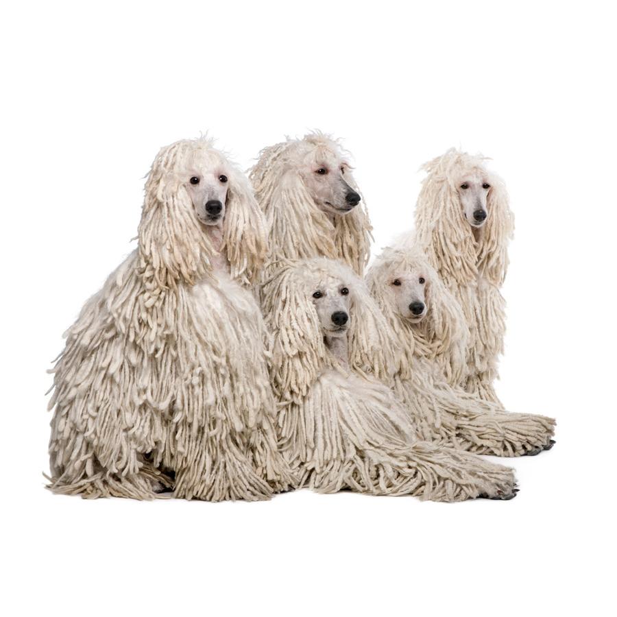 Komondor - Κόμοντορ