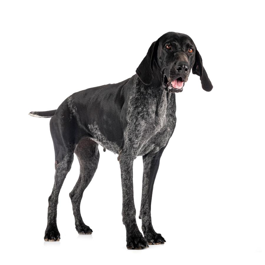 Kurzhaar - Κουρτσχάαρ