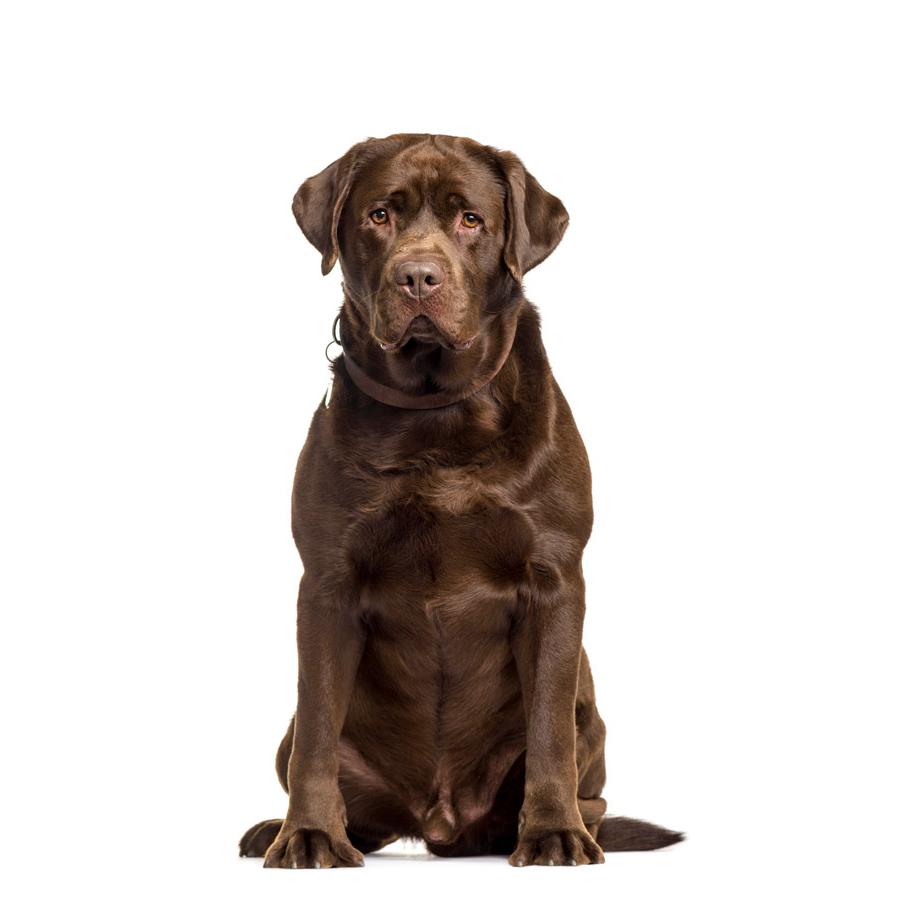 Labrador Retriever - Λαμπραντόρ Ριτρίβερ