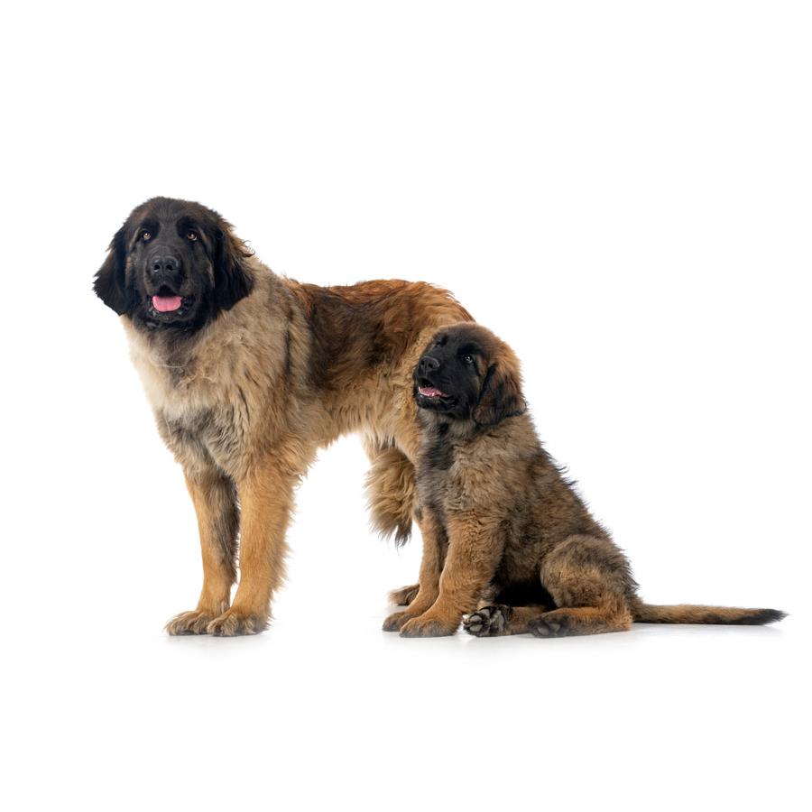 Leonberger - Λέονμπεργκερ