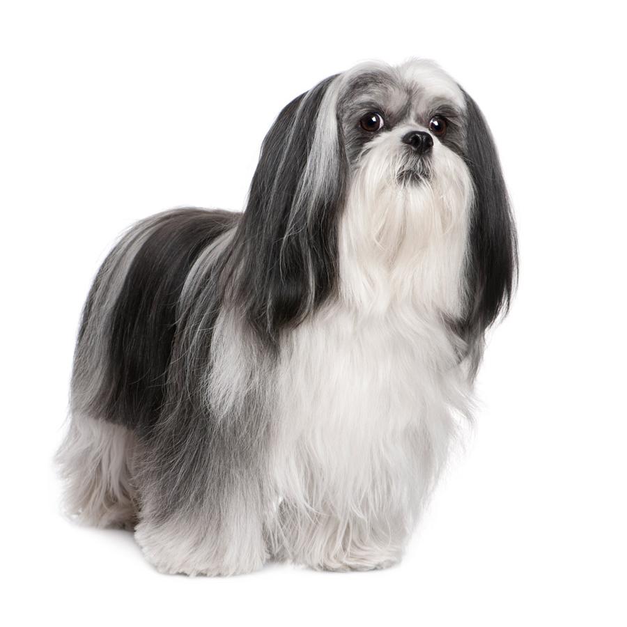 Lhasa Apso - Λάσα Άπσο