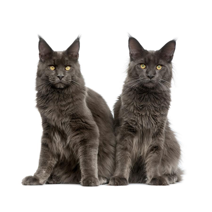 Main Coon - Μέιν Κούν