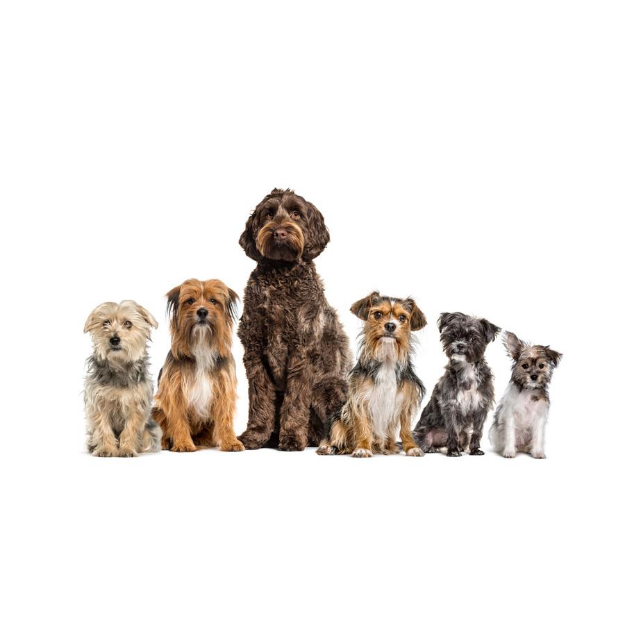 Mixed Breeds/Strays - Ημίαιμα/Αδέσποτα