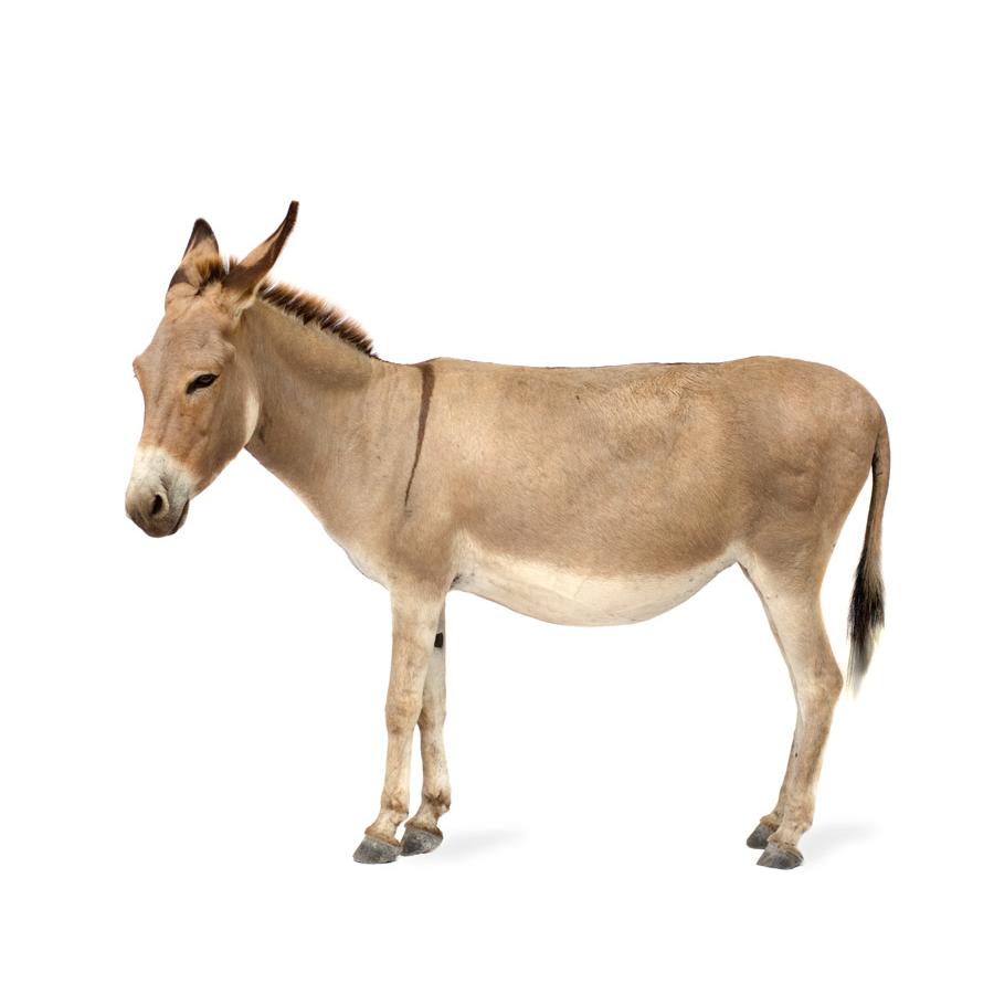 Mule - Μουλάρι