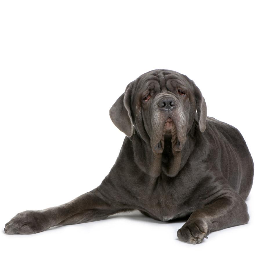 Neapolitan Mastiff - Ναπολιτανικό Μαστίφ
