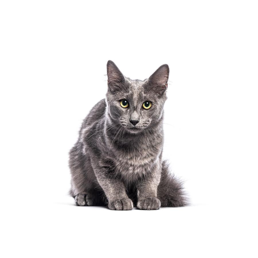 Nebelung - Νέμπελουνγκ