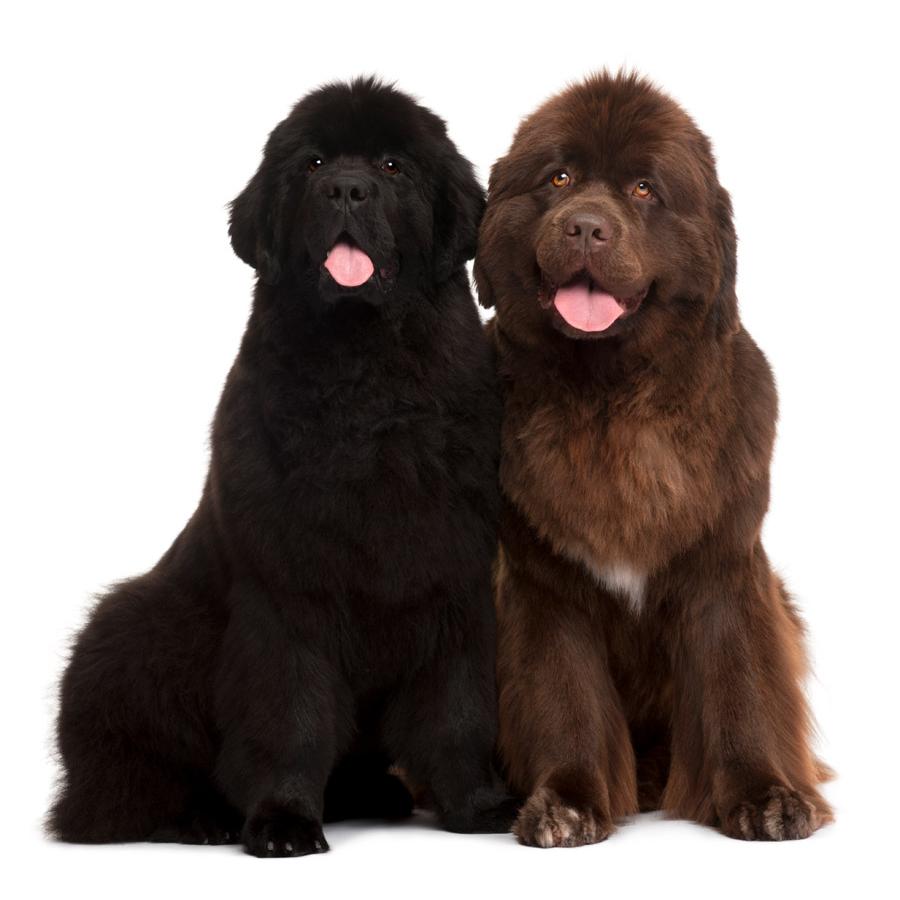 Newfoundland - Νέας Γής