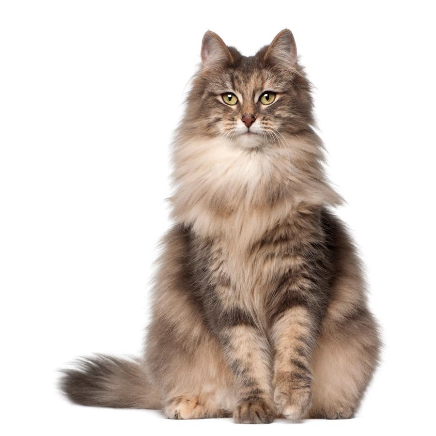 Norwegian Forest Cat - Γάτα του Νορβηγικού Δάσους