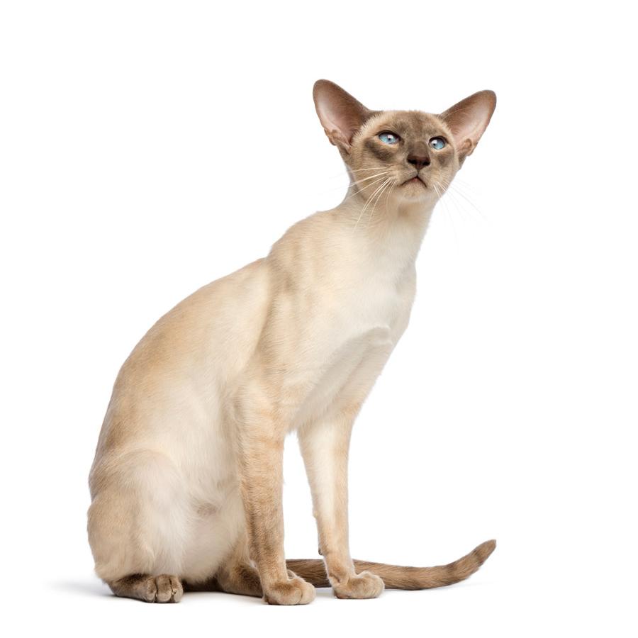 Oriental Shorthair - Ανατολίτικη Κοντότριχη