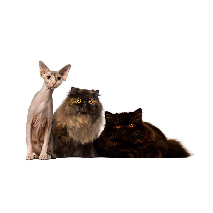 Other Cat Breeds - Λοιπές Φυλλές Γατών