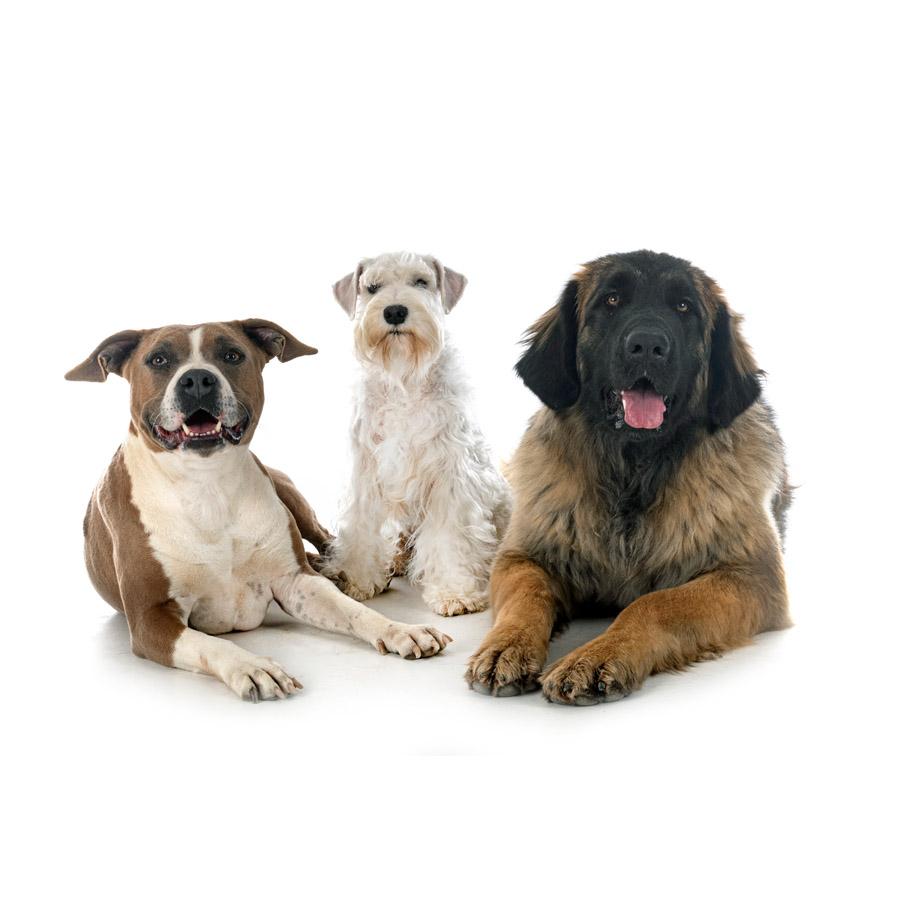 Other Dog Breeds - Λοιπές Φυλλές Σκύλων