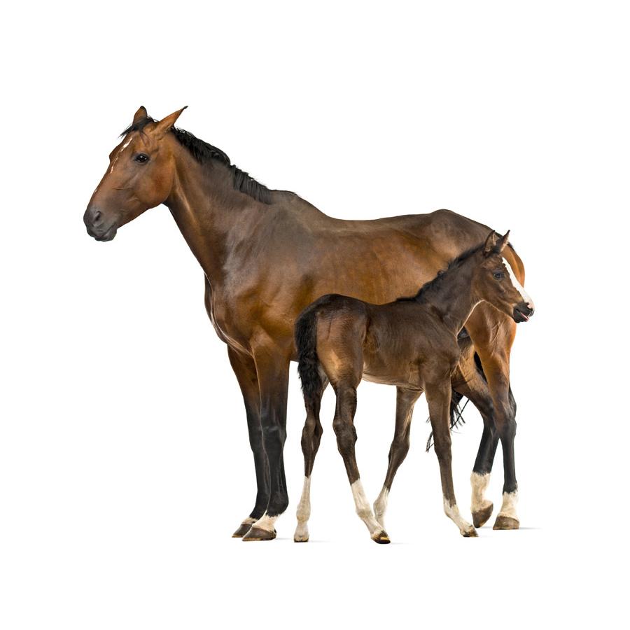 Other Horse Breeds - Λοιπές Φυλλές Αλόγων
