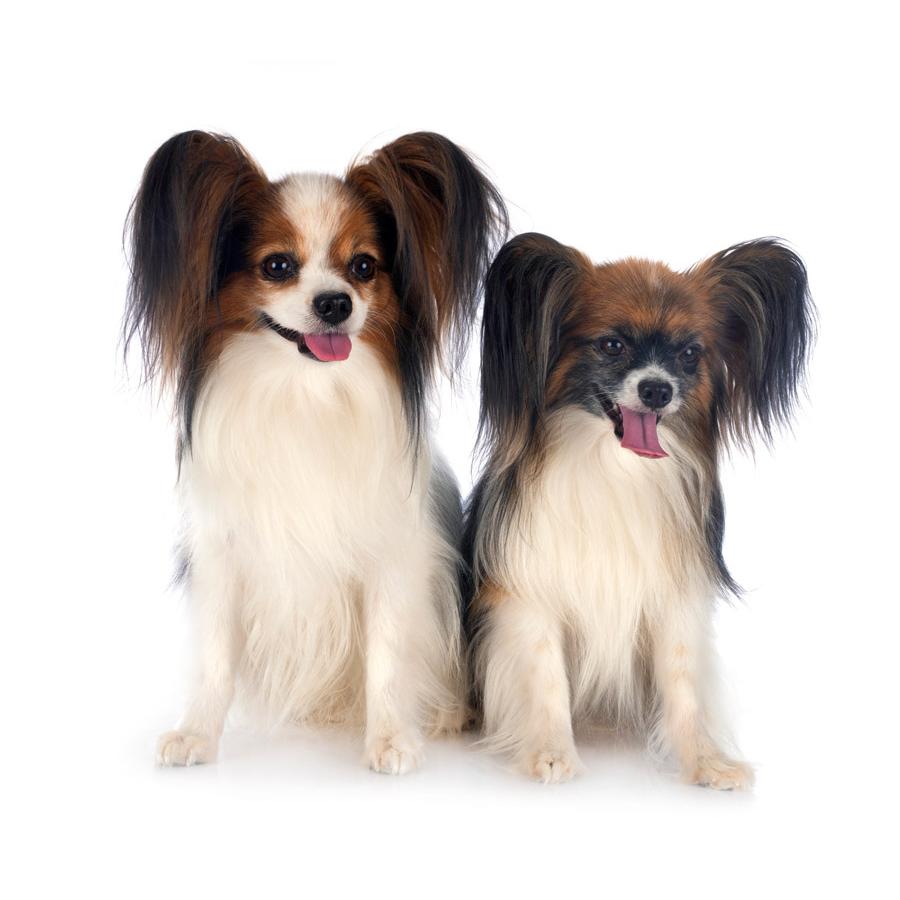 Papillon - Παπιγιόν