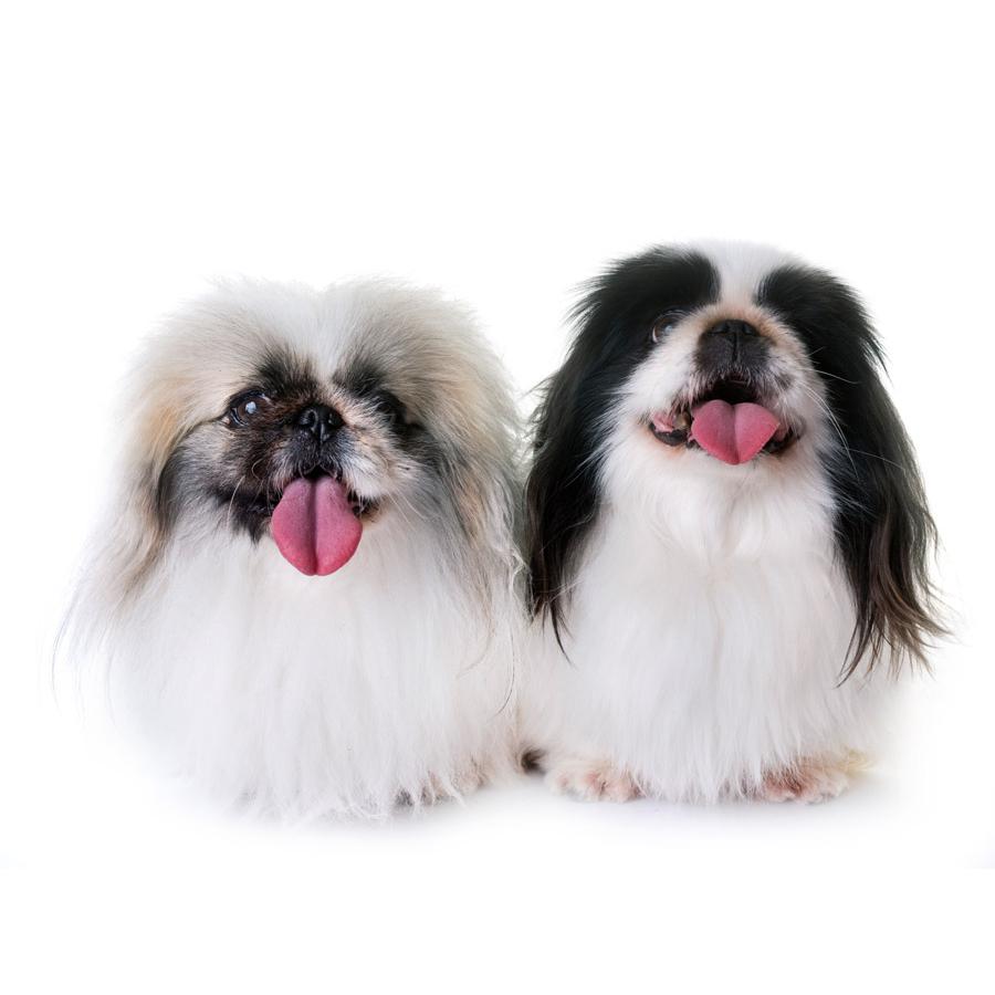 Pekingese - Πεκινουά