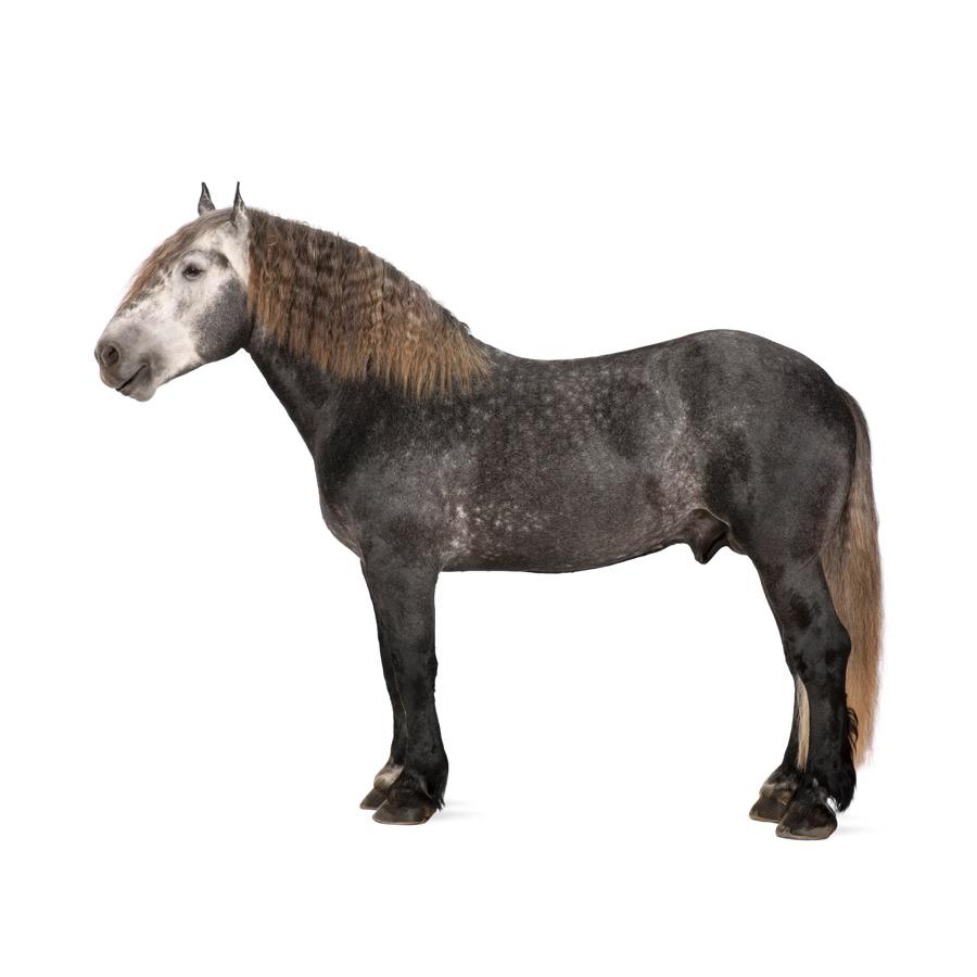 Percheron - Πέρσερον