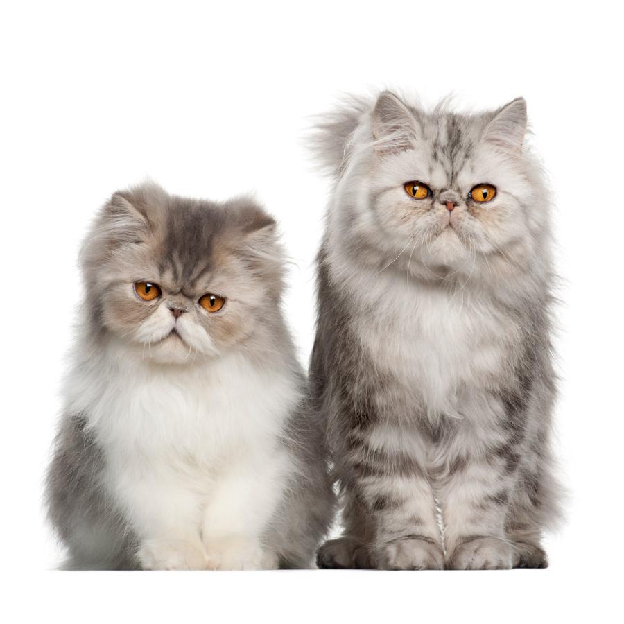 Persian - Περσίας