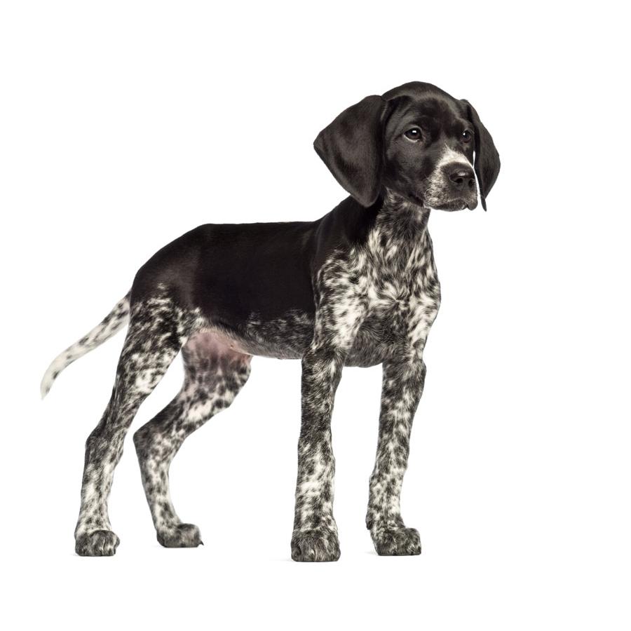 Pointer - Ποίντερ