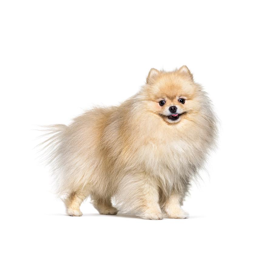 Pomeranian - Πομεράνιαν