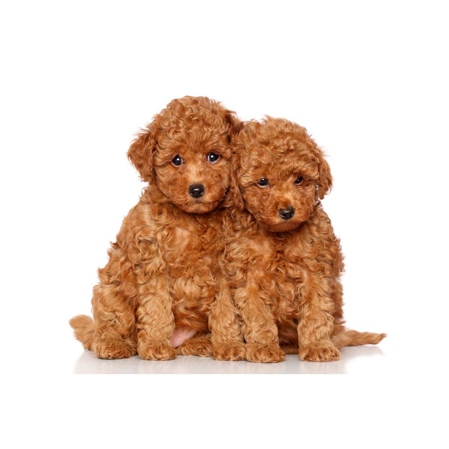 Caniche / Poodle - Κανίς / Πούντλ