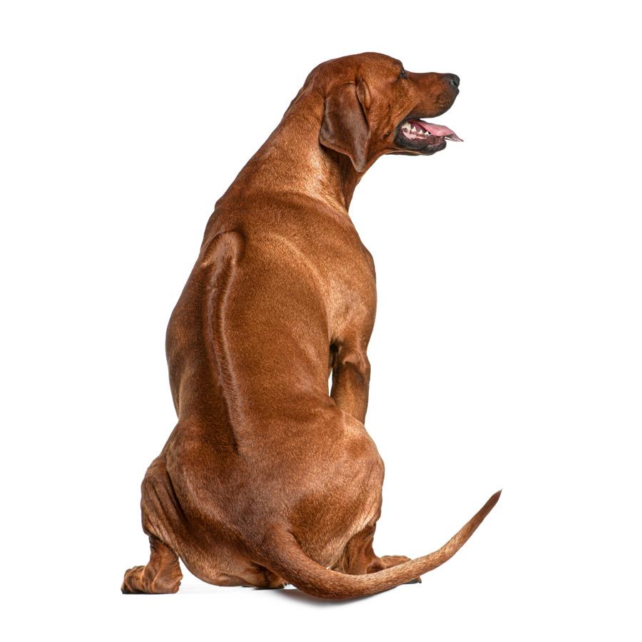 Rhodesian Ridgeback - Ροδεσιανό Ρίτσμπακ