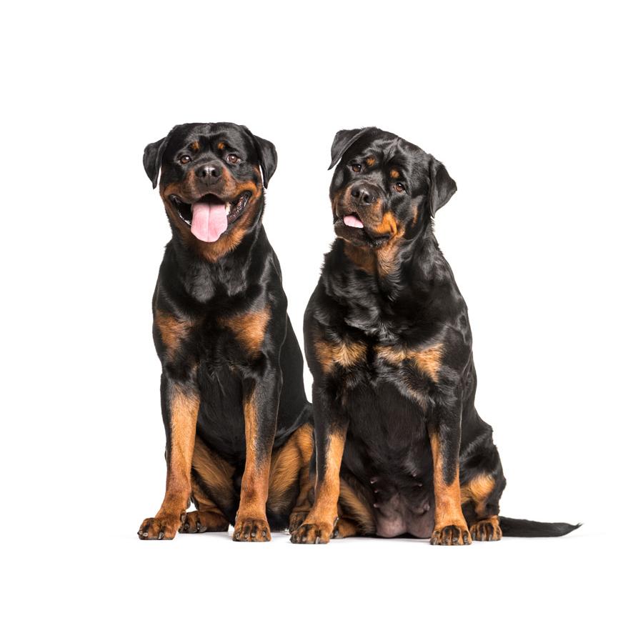 Rottweiler - Ροτβάιλερ