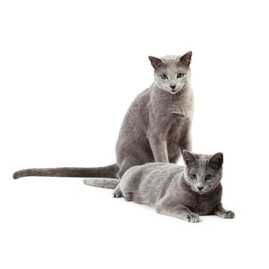 Russian Blue - Ρωσική Μπλέ