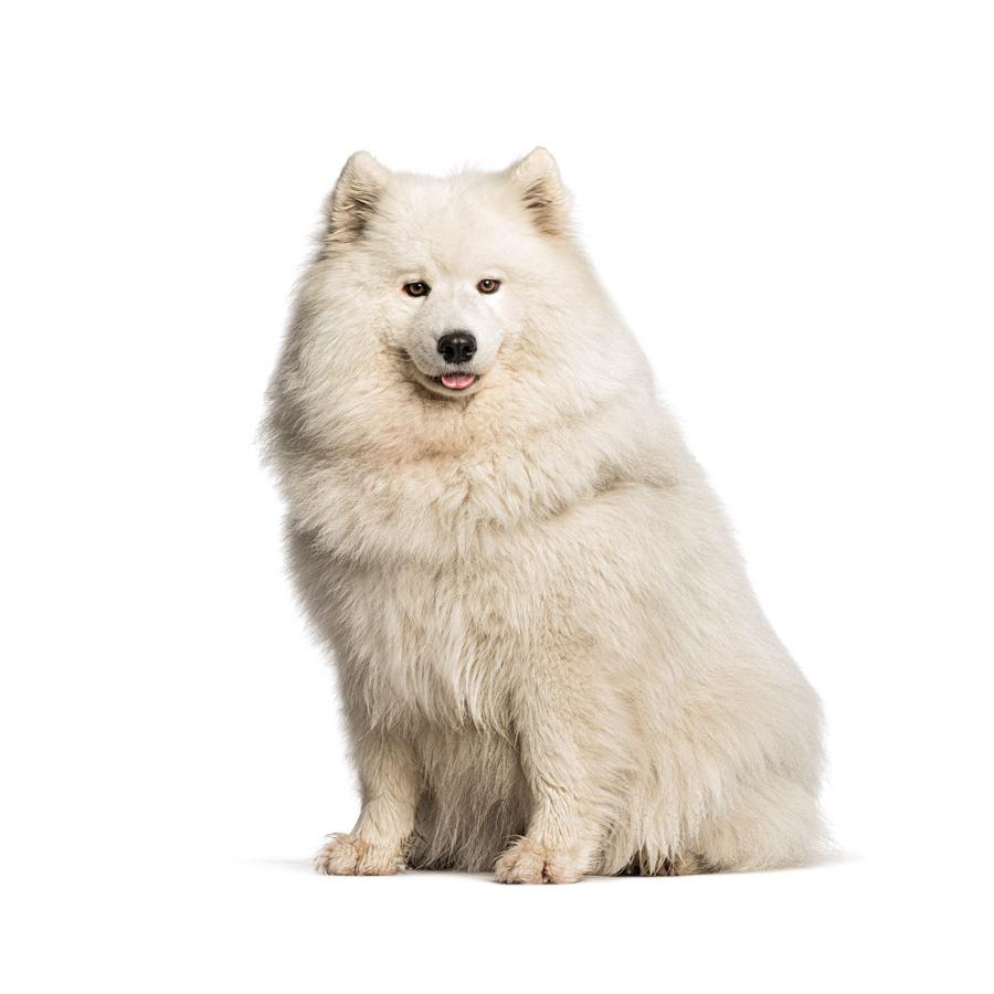 Samoyed - Σαμογιέντ