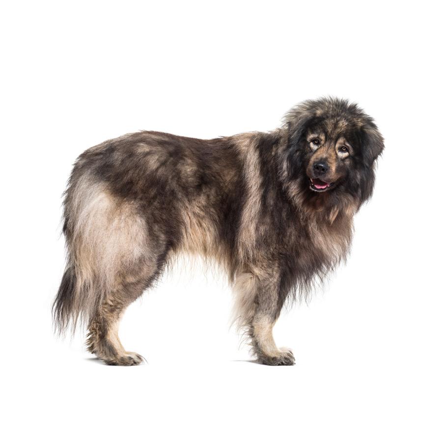 Sarplaninac - Σαρπλανίνατς