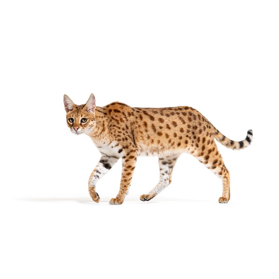 Savannah - Σαβάνας