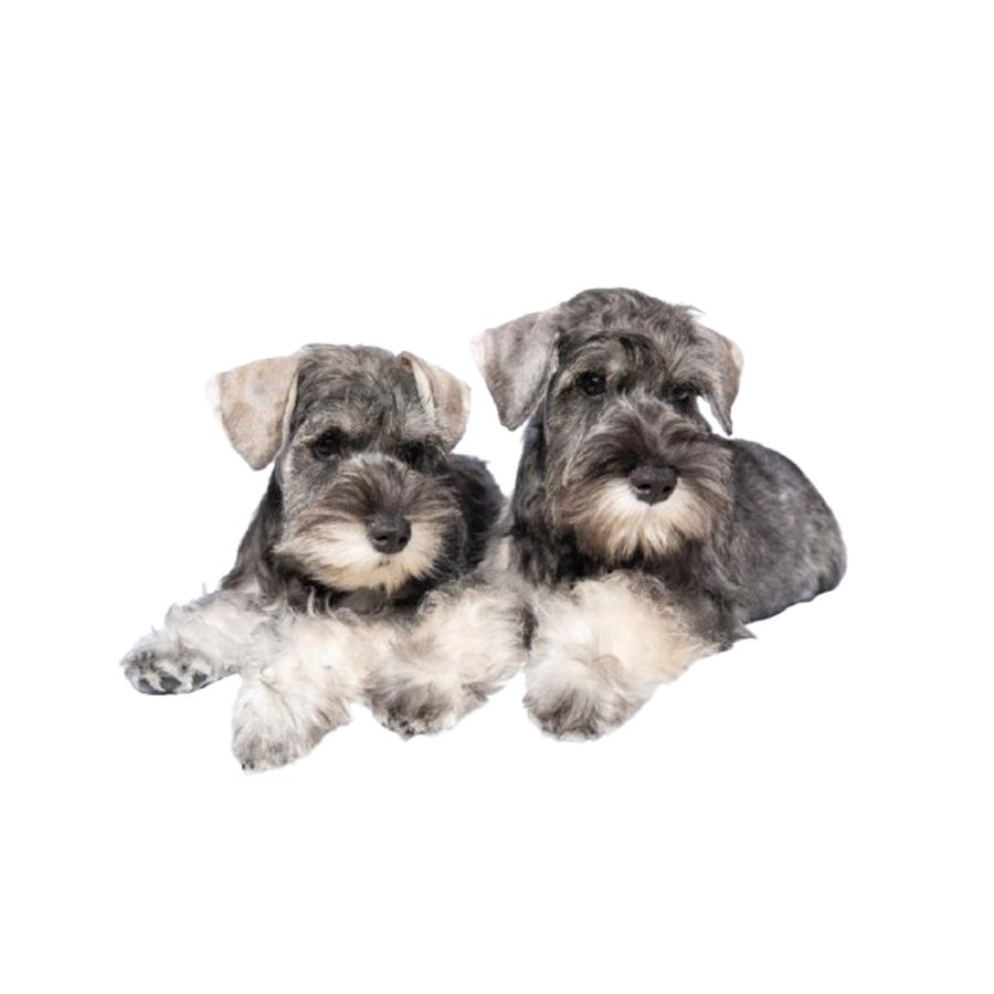 Schnauzer - Σνάουτσερ